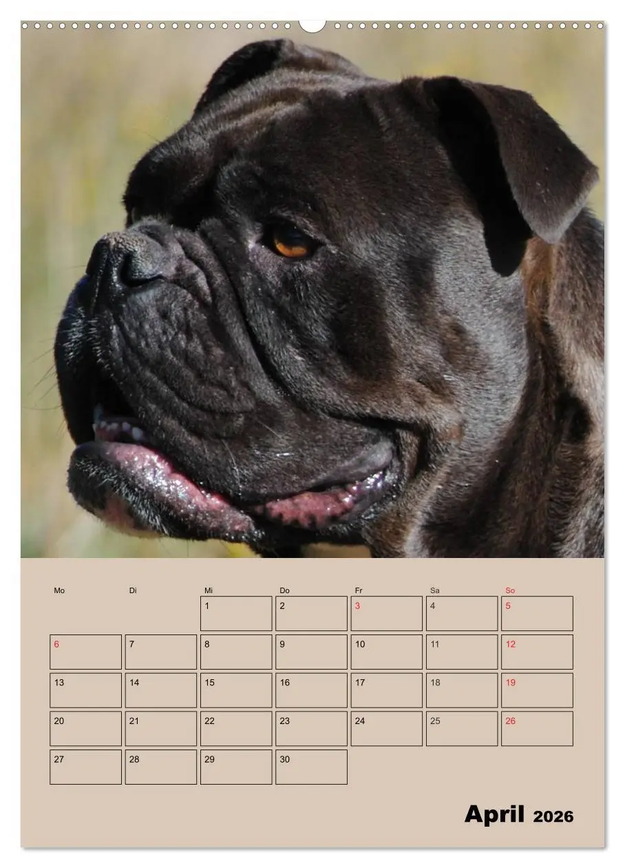 Bild: 9783516432633 | Bulldoggen-Gesichter (hochwertiger Premium Wandkalender 2026 DIN A2...