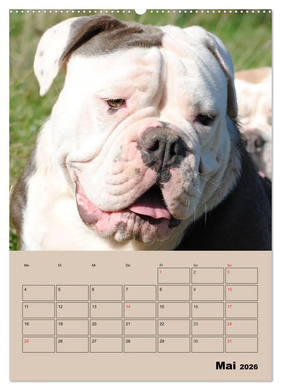 Bild: 9783516432633 | Bulldoggen-Gesichter (hochwertiger Premium Wandkalender 2026 DIN A2...
