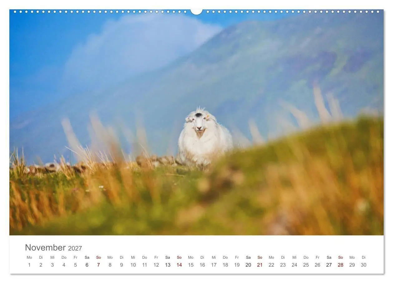 Bild: 9783569762633 | Schafe - Weich und wollig (Wandkalender 2027 DIN A2 quer), CALVENDO...