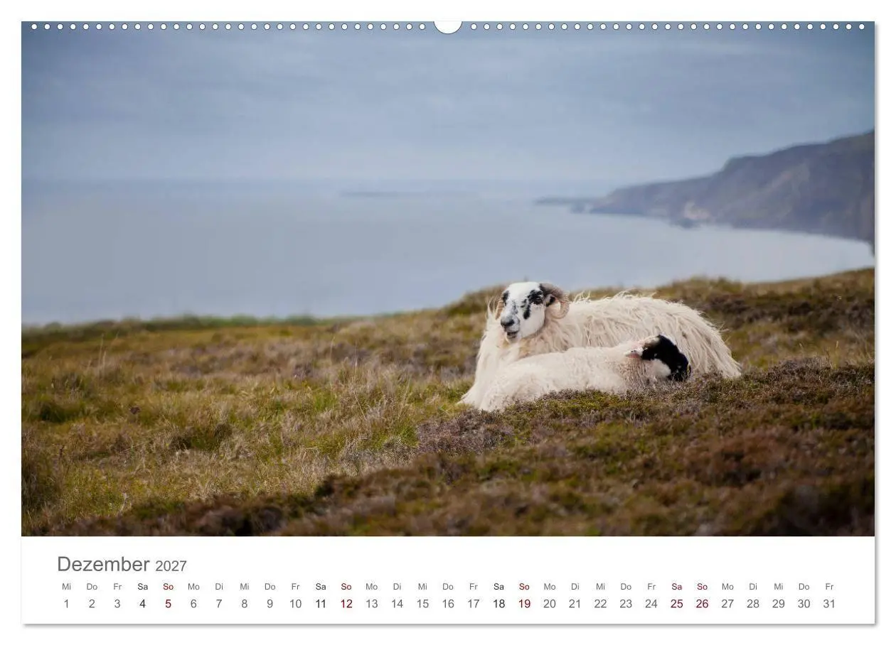 Bild: 9783569762633 | Schafe - Weich und wollig (Wandkalender 2027 DIN A2 quer), CALVENDO...
