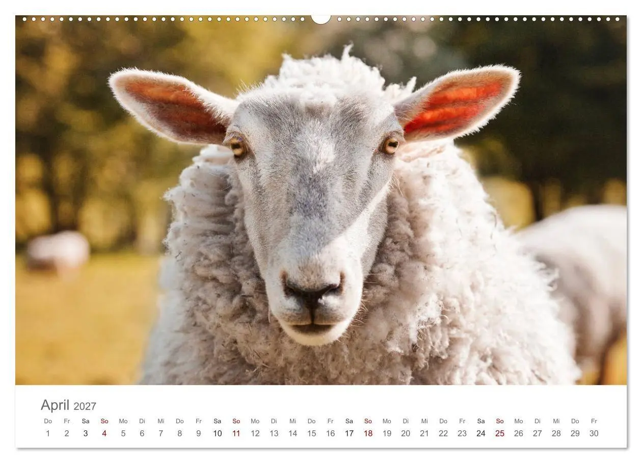 Bild: 9783569762633 | Schafe - Weich und wollig (Wandkalender 2027 DIN A2 quer), CALVENDO...