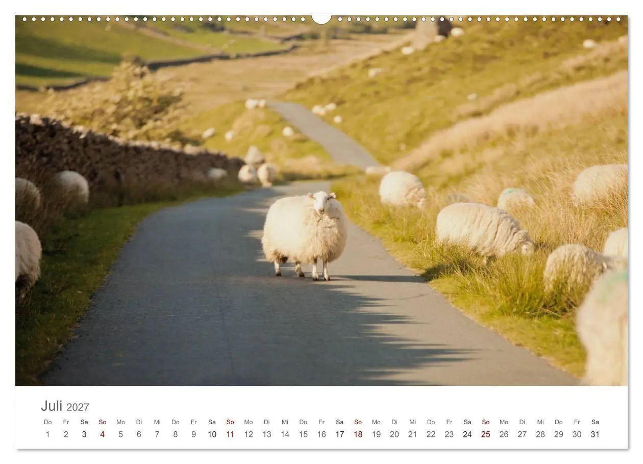 Bild: 9783569762633 | Schafe - Weich und wollig (Wandkalender 2027 DIN A2 quer), CALVENDO...