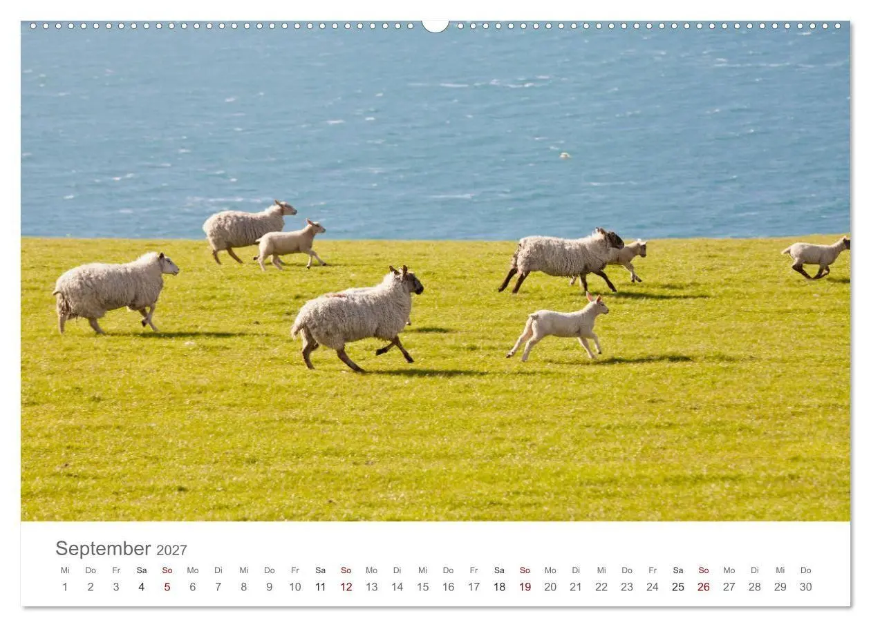 Bild: 9783569762633 | Schafe - Weich und wollig (Wandkalender 2027 DIN A2 quer), CALVENDO...