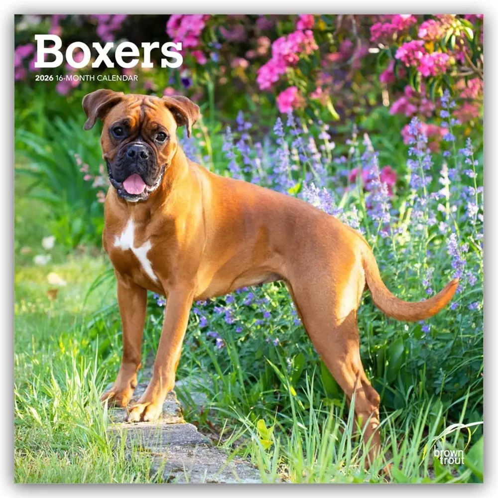Cover: 9798330702633 | Boxers - Boxer 2026 - 16-Monatskalender | BrownTrout Publishers Inc