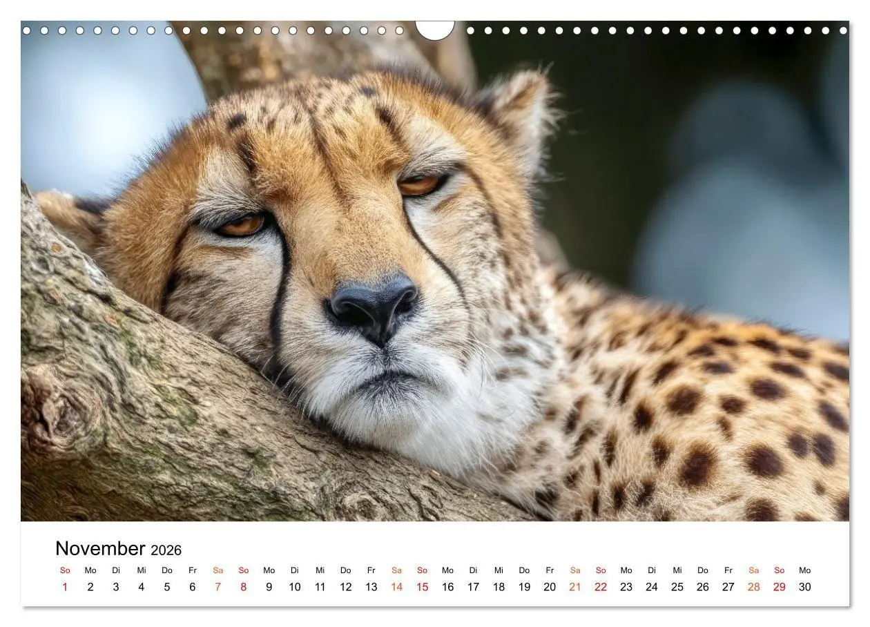 Bild: 9783516732733 | Geparden - Eleganz auf vier Pfoten (Wandkalender 2026 DIN A3 quer),...