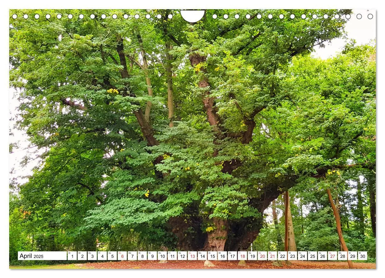 Bild: 9783435162833 | Samtgemeinde Dörpen im Emsland (Wandkalender 2025 DIN A4 quer),...