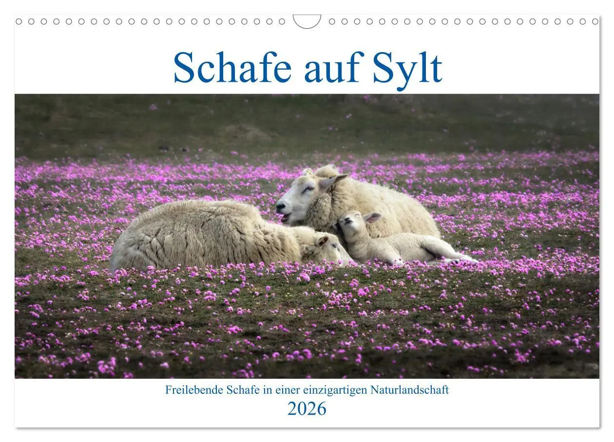 Cover: 9783457632833 | Schafe auf Sylt (Wandkalender 2026 DIN A3 quer), CALVENDO...