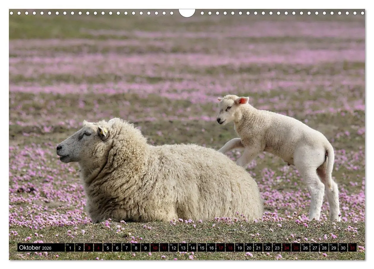 Bild: 9783457632833 | Schafe auf Sylt (Wandkalender 2026 DIN A3 quer), CALVENDO...
