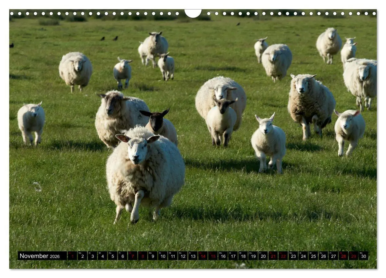 Bild: 9783457632833 | Schafe auf Sylt (Wandkalender 2026 DIN A3 quer), CALVENDO...