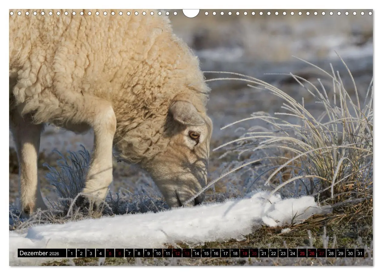 Bild: 9783457632833 | Schafe auf Sylt (Wandkalender 2026 DIN A3 quer), CALVENDO...