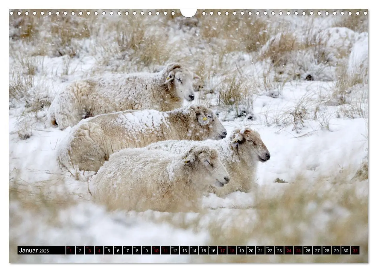 Bild: 9783457632833 | Schafe auf Sylt (Wandkalender 2026 DIN A3 quer), CALVENDO...