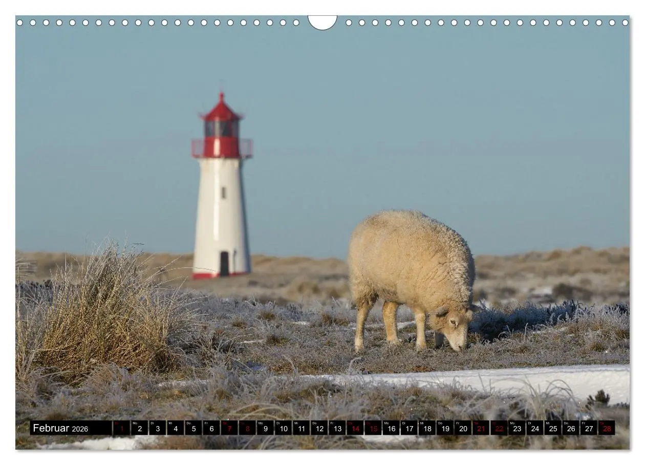 Bild: 9783457632833 | Schafe auf Sylt (Wandkalender 2026 DIN A3 quer), CALVENDO...