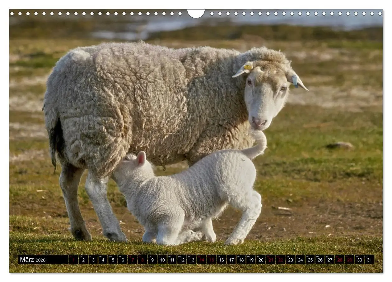 Bild: 9783457632833 | Schafe auf Sylt (Wandkalender 2026 DIN A3 quer), CALVENDO...