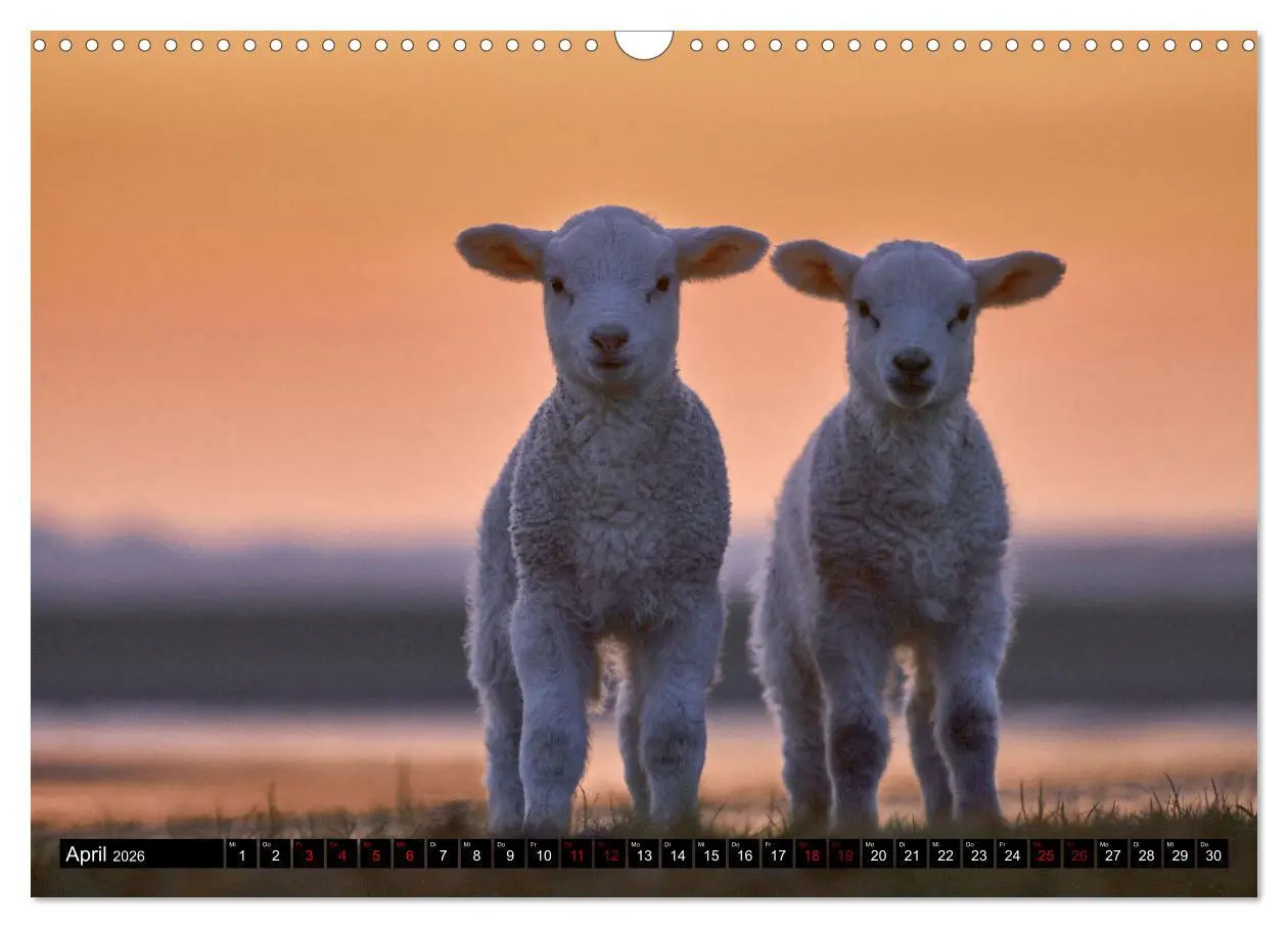 Bild: 9783457632833 | Schafe auf Sylt (Wandkalender 2026 DIN A3 quer), CALVENDO...