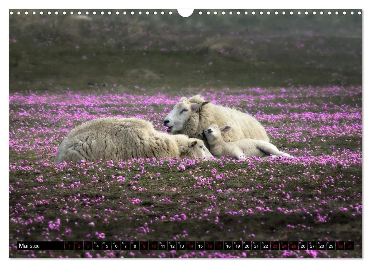 Bild: 9783457632833 | Schafe auf Sylt (Wandkalender 2026 DIN A3 quer), CALVENDO...