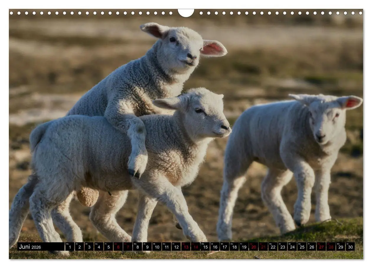 Bild: 9783457632833 | Schafe auf Sylt (Wandkalender 2026 DIN A3 quer), CALVENDO...