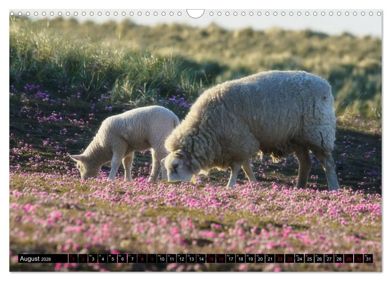 Bild: 9783457632833 | Schafe auf Sylt (Wandkalender 2026 DIN A3 quer), CALVENDO...
