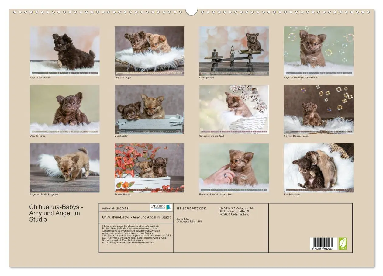 Bild: 9783457932933 | Chihuahua-Babys - Amy und Angel im Studio (Wandkalender 2026 DIN A2...