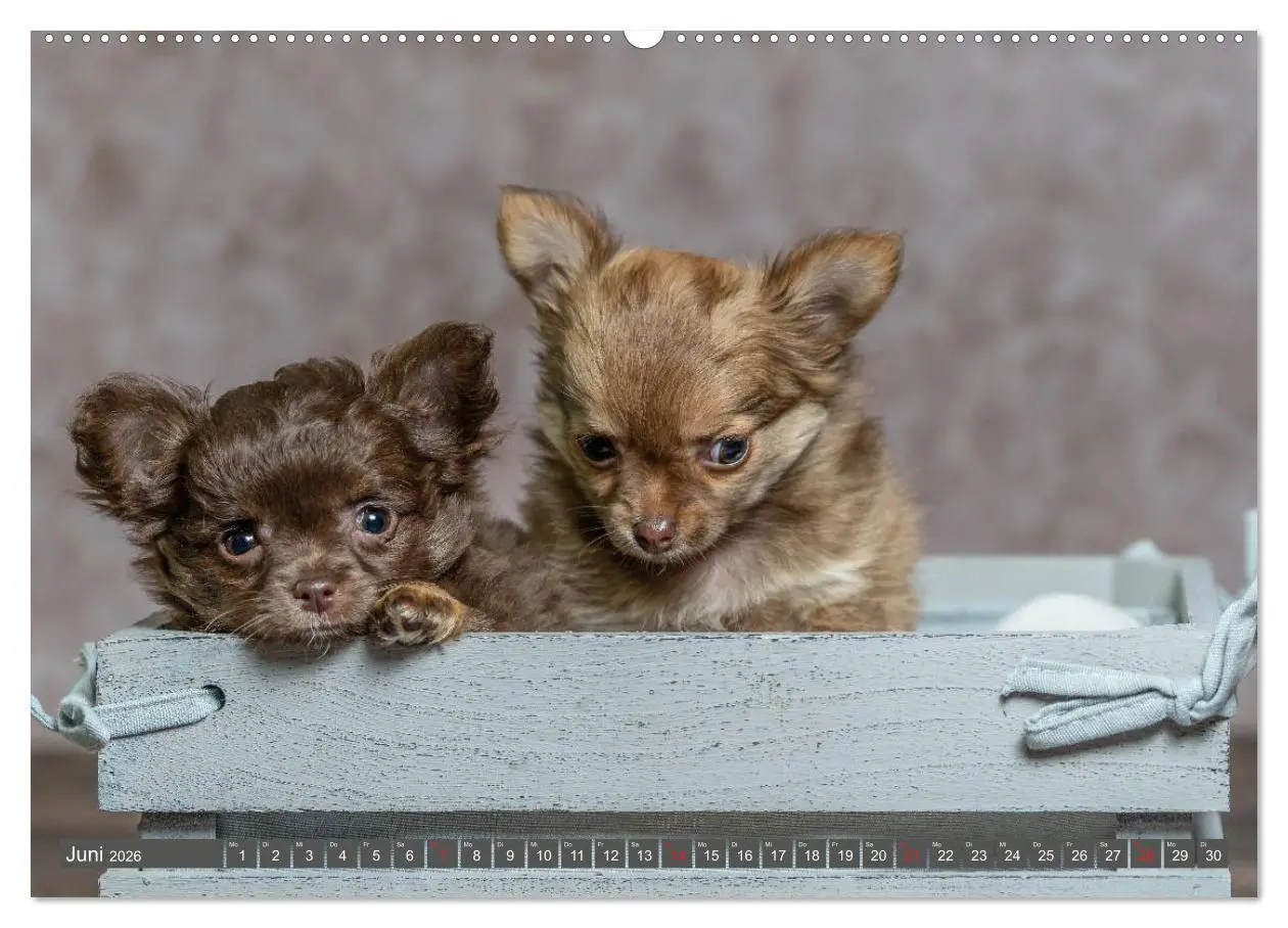Bild: 9783457932933 | Chihuahua-Babys - Amy und Angel im Studio (Wandkalender 2026 DIN A2...
