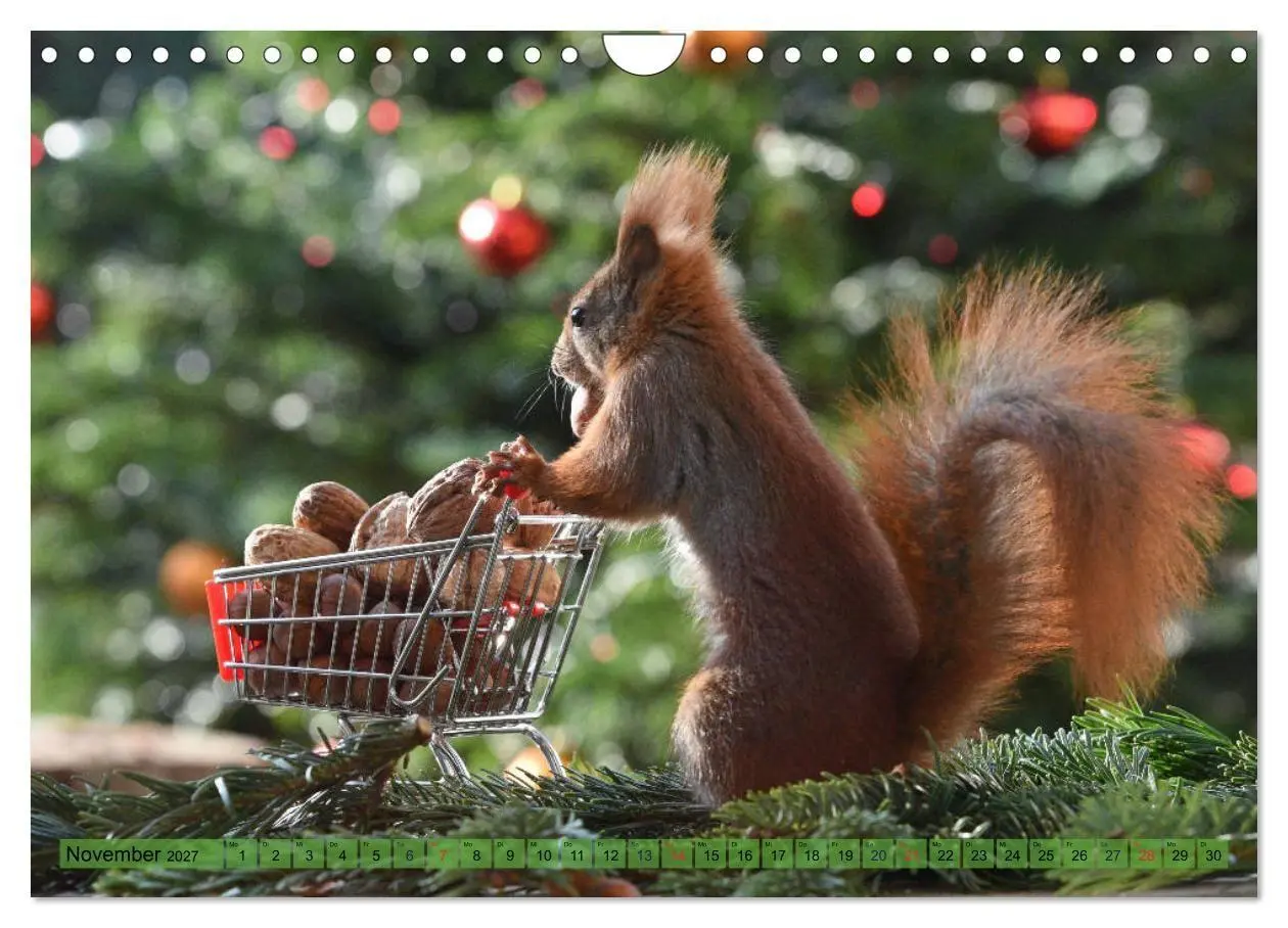 Bild: 9783569972933 | Eichhörnchen-Spaß (Wandkalender 2027 DIN A4 quer), CALVENDO...