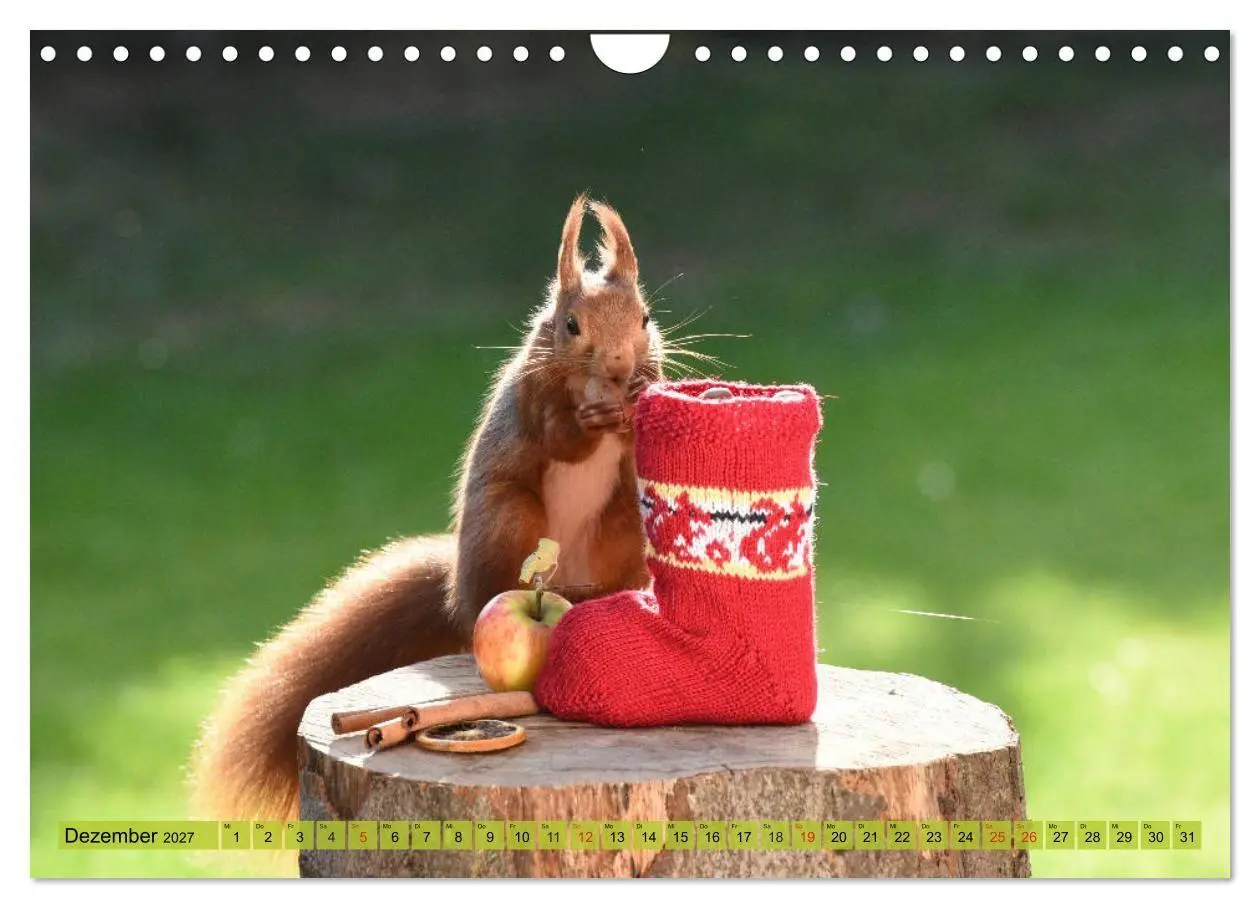 Bild: 9783569972933 | Eichhörnchen-Spaß (Wandkalender 2027 DIN A4 quer), CALVENDO...