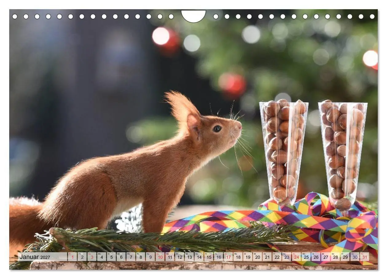 Bild: 9783569972933 | Eichhörnchen-Spaß (Wandkalender 2027 DIN A4 quer), CALVENDO...