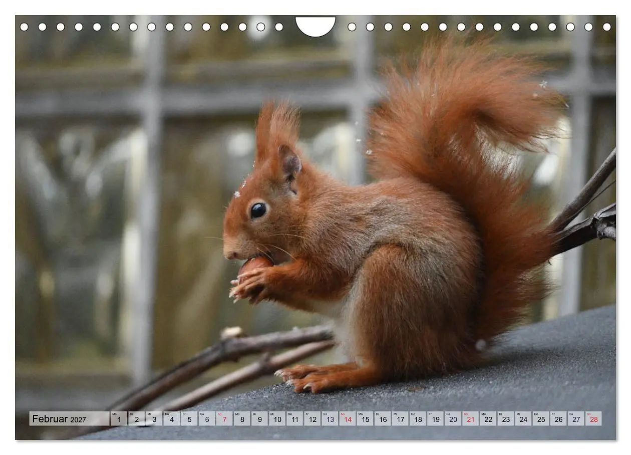 Bild: 9783569972933 | Eichhörnchen-Spaß (Wandkalender 2027 DIN A4 quer), CALVENDO...
