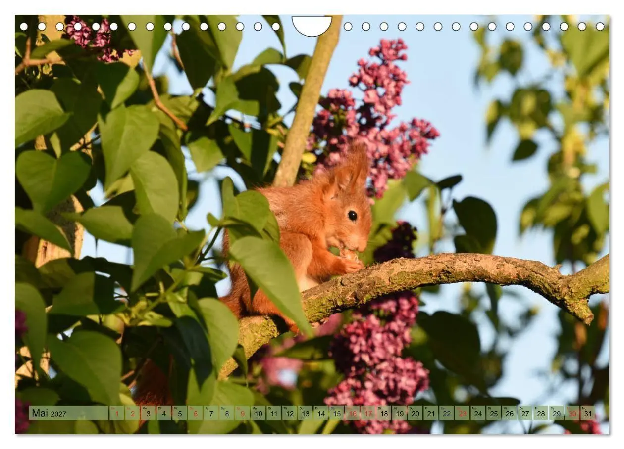 Bild: 9783569972933 | Eichhörnchen-Spaß (Wandkalender 2027 DIN A4 quer), CALVENDO...