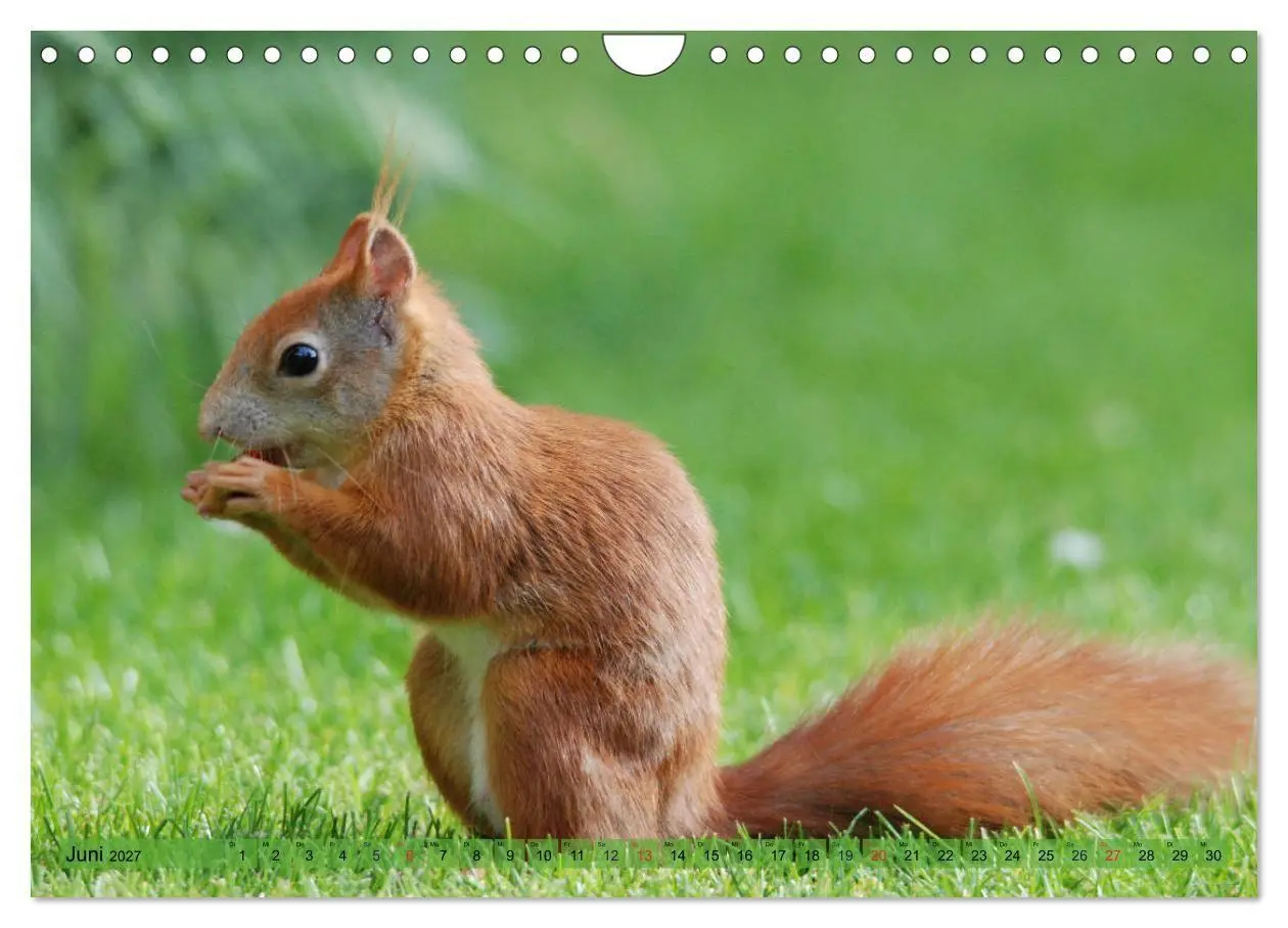 Bild: 9783569972933 | Eichhörnchen-Spaß (Wandkalender 2027 DIN A4 quer), CALVENDO...