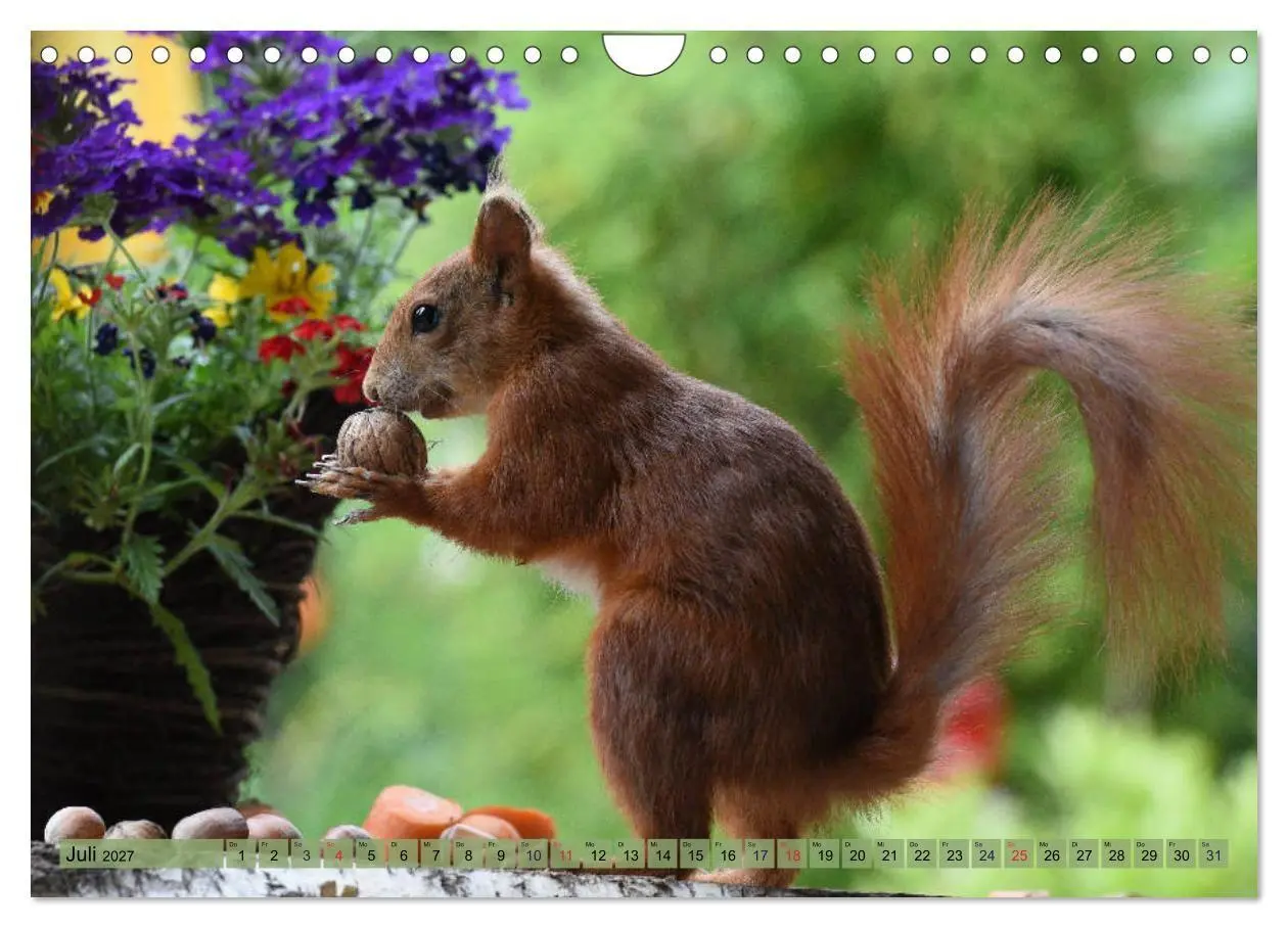 Bild: 9783569972933 | Eichhörnchen-Spaß (Wandkalender 2027 DIN A4 quer), CALVENDO...