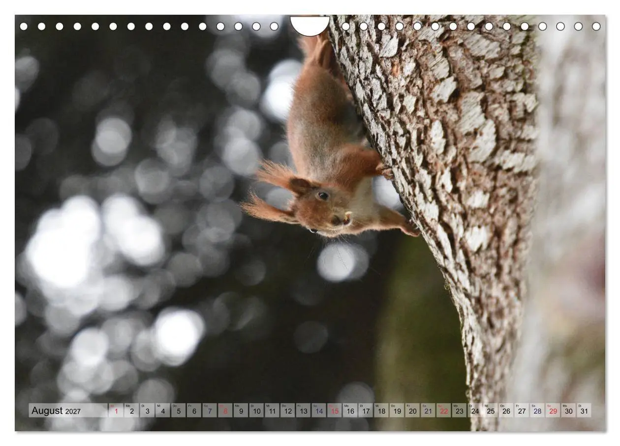 Bild: 9783569972933 | Eichhörnchen-Spaß (Wandkalender 2027 DIN A4 quer), CALVENDO...