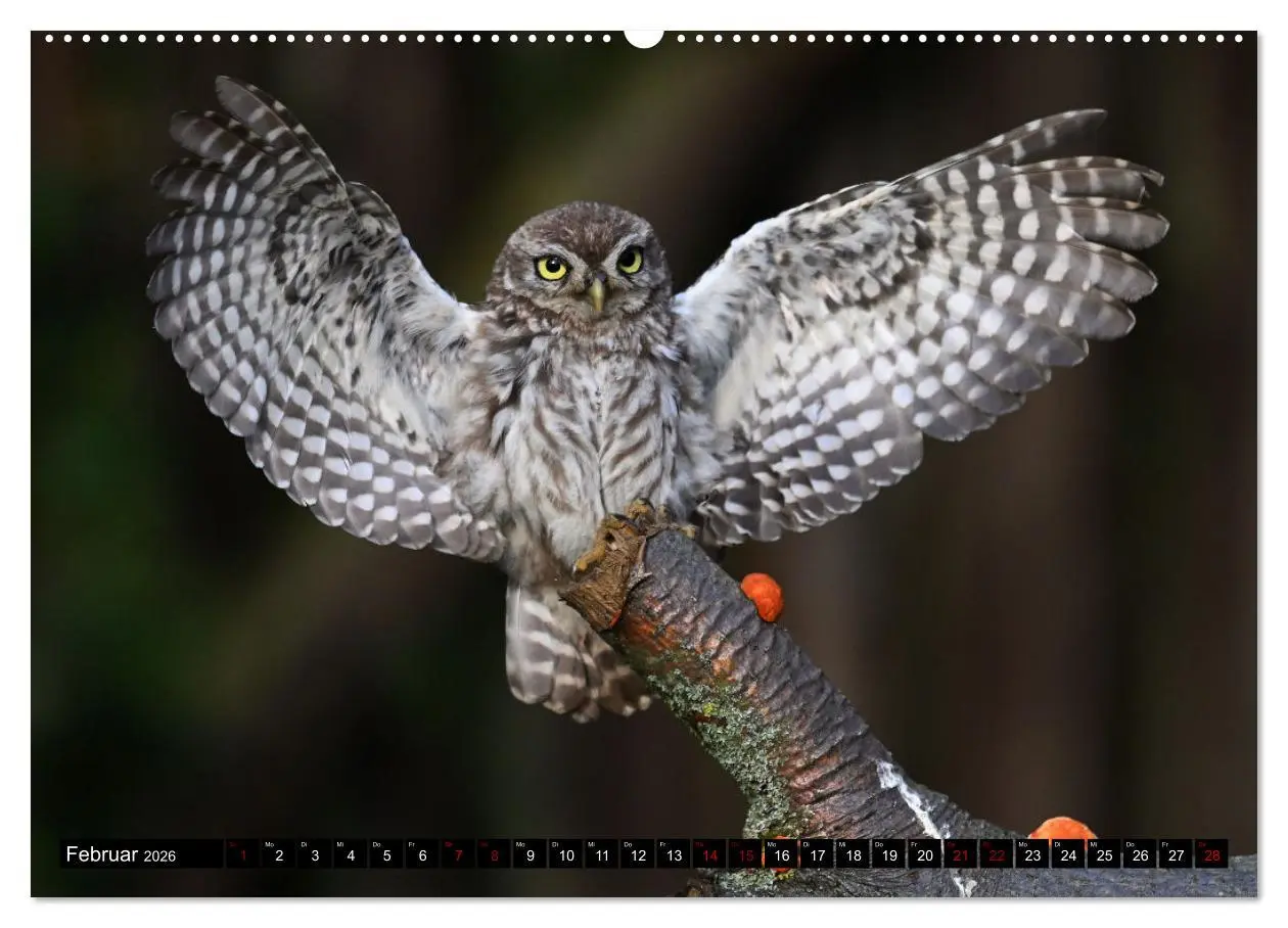 Bild: 9783457443033 | Faszination Steinkauz (hochwertiger Premium Wandkalender 2026 DIN...