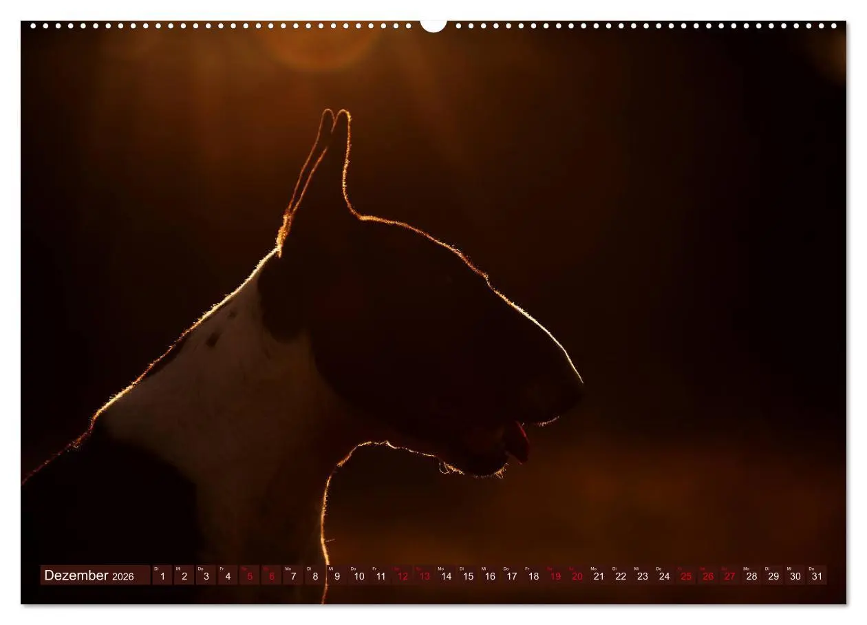 Bild: 9783457753033 | Bullterrier, Powerpakete auf 4 Pfoten (hochwertiger Premium...
