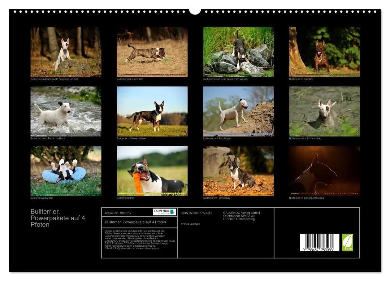 Bild: 9783457753033 | Bullterrier, Powerpakete auf 4 Pfoten (hochwertiger Premium...