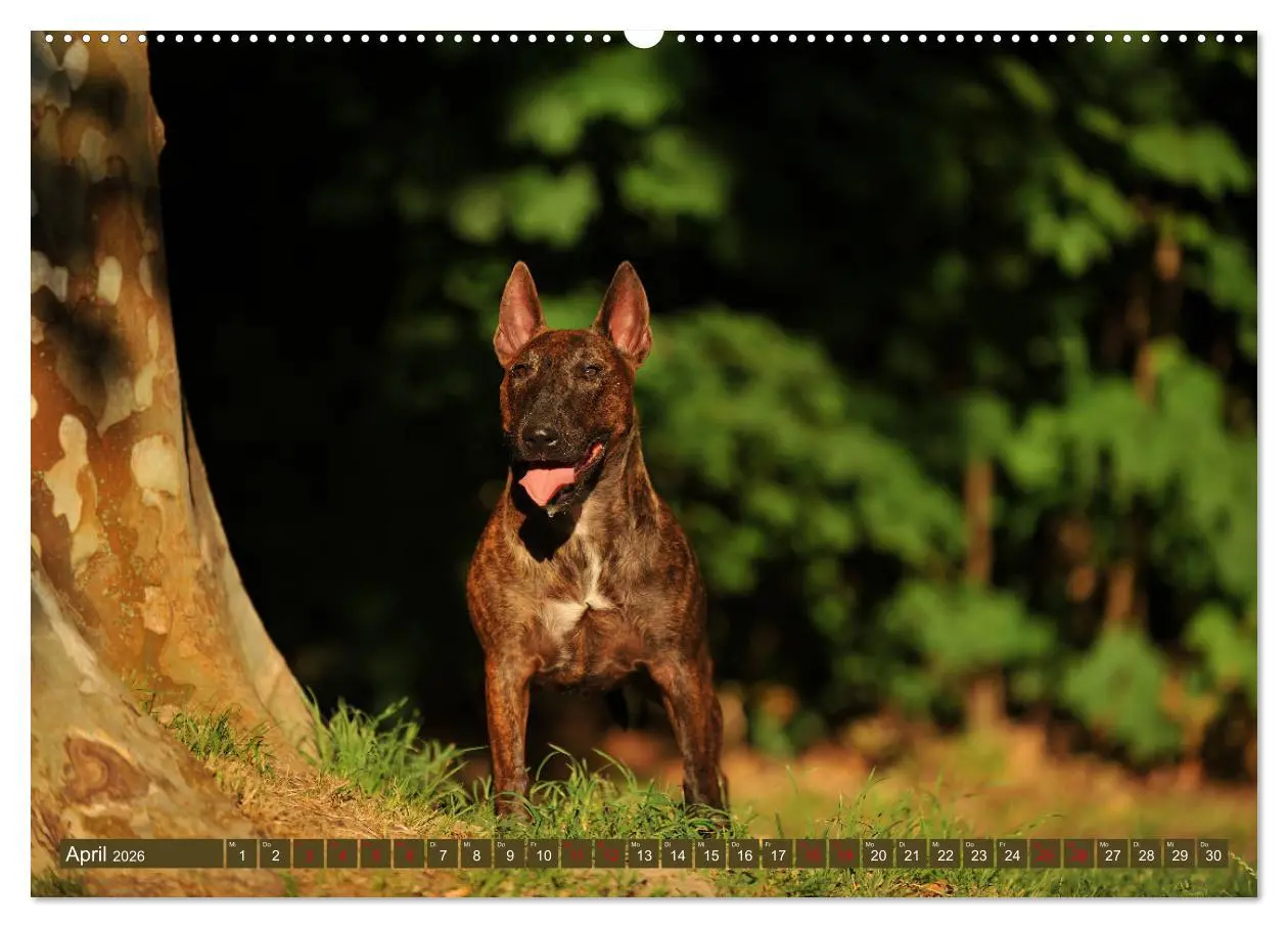 Bild: 9783457753033 | Bullterrier, Powerpakete auf 4 Pfoten (hochwertiger Premium...