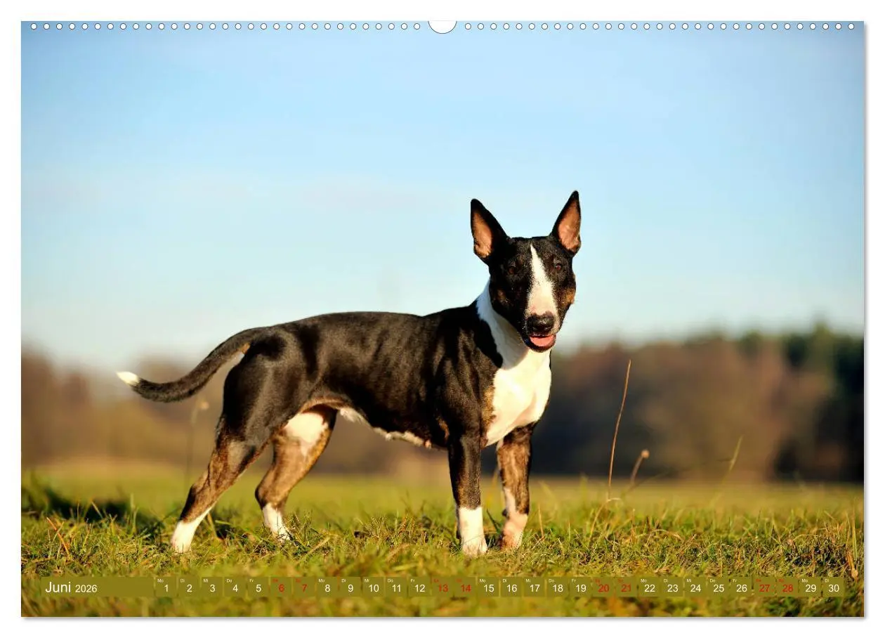 Bild: 9783457753033 | Bullterrier, Powerpakete auf 4 Pfoten (hochwertiger Premium...