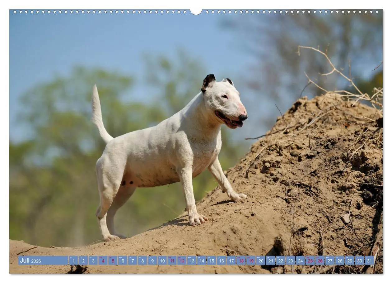 Bild: 9783457753033 | Bullterrier, Powerpakete auf 4 Pfoten (hochwertiger Premium...