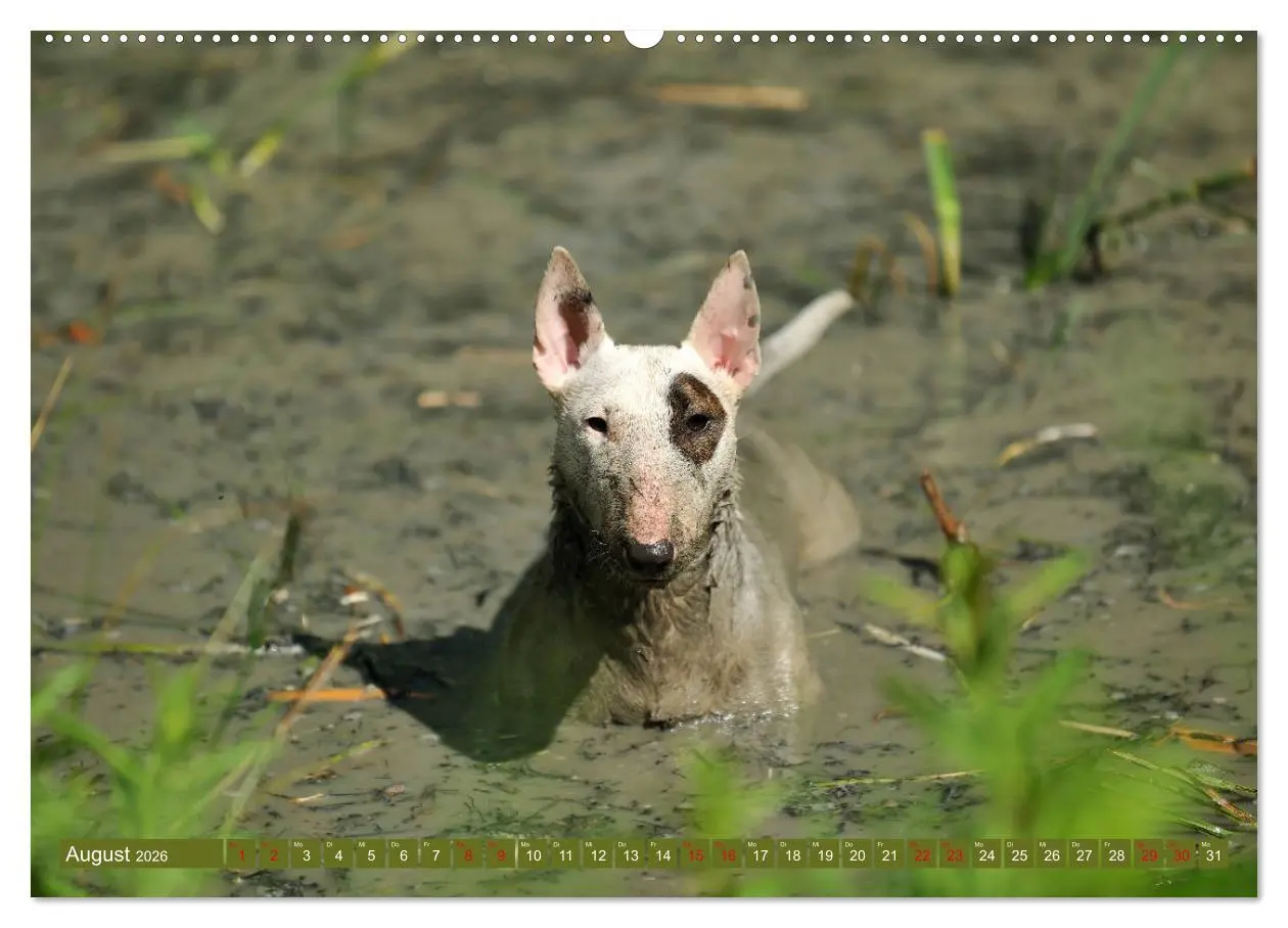 Bild: 9783457753033 | Bullterrier, Powerpakete auf 4 Pfoten (hochwertiger Premium...