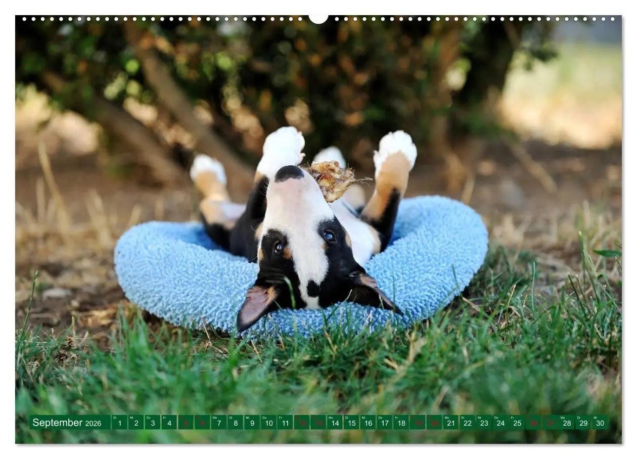 Bild: 9783457753033 | Bullterrier, Powerpakete auf 4 Pfoten (hochwertiger Premium...