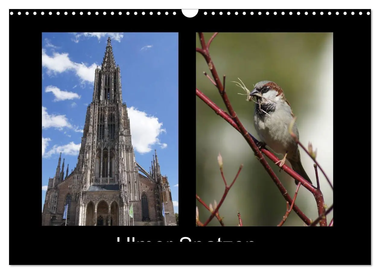 Cover: 9783457983133 | Ulmer Spatzen (Wandkalender 2026 DIN A3 quer), CALVENDO Monatskalender
