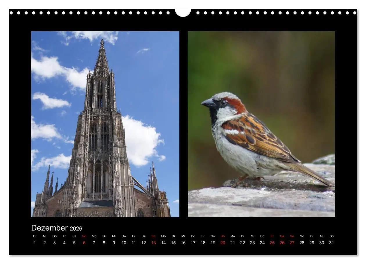 Bild: 9783457983133 | Ulmer Spatzen (Wandkalender 2026 DIN A3 quer), CALVENDO Monatskalender