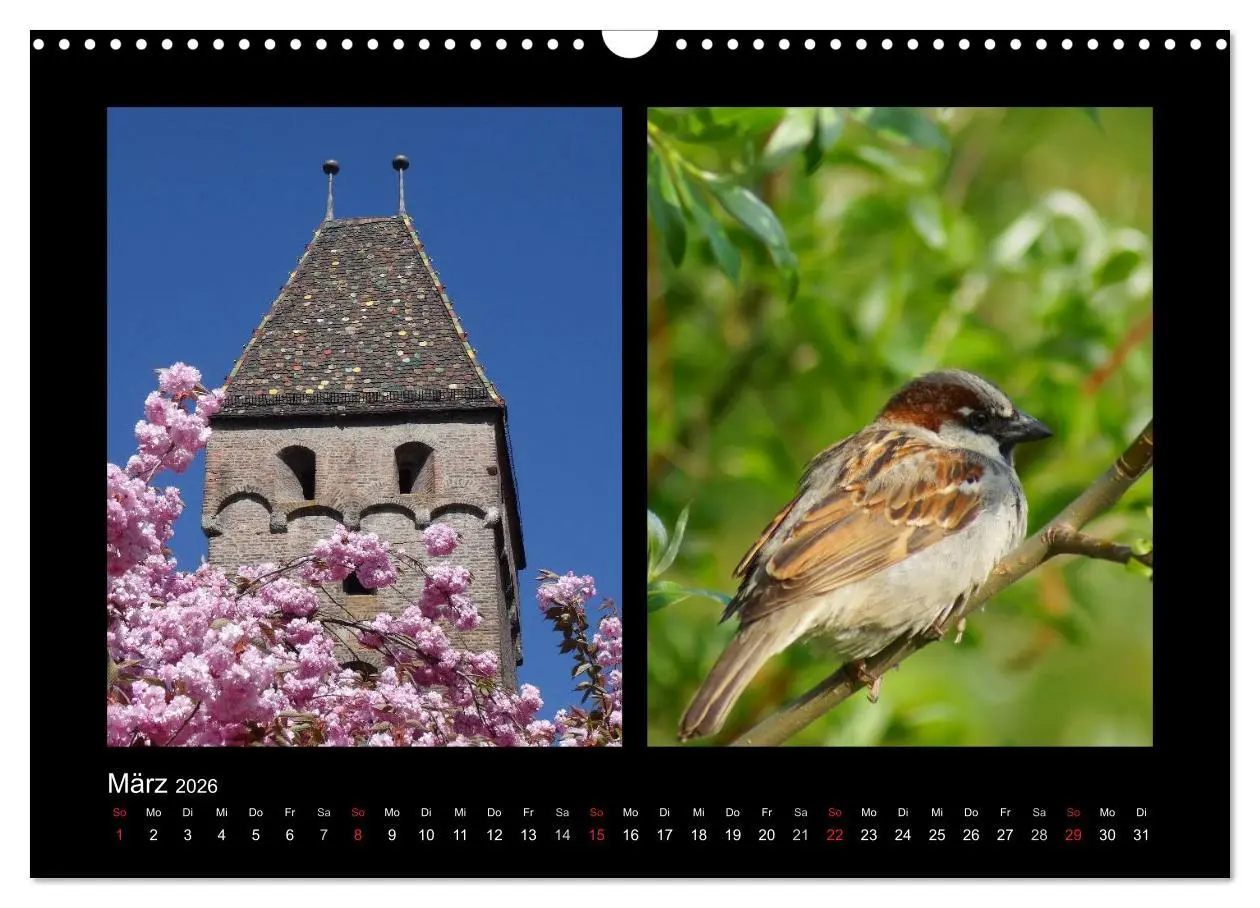 Bild: 9783457983133 | Ulmer Spatzen (Wandkalender 2026 DIN A3 quer), CALVENDO Monatskalender
