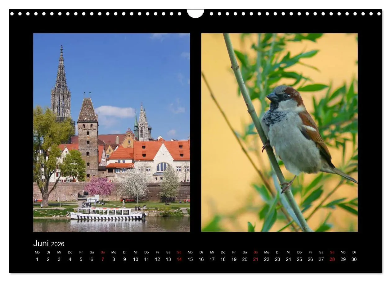 Bild: 9783457983133 | Ulmer Spatzen (Wandkalender 2026 DIN A3 quer), CALVENDO Monatskalender