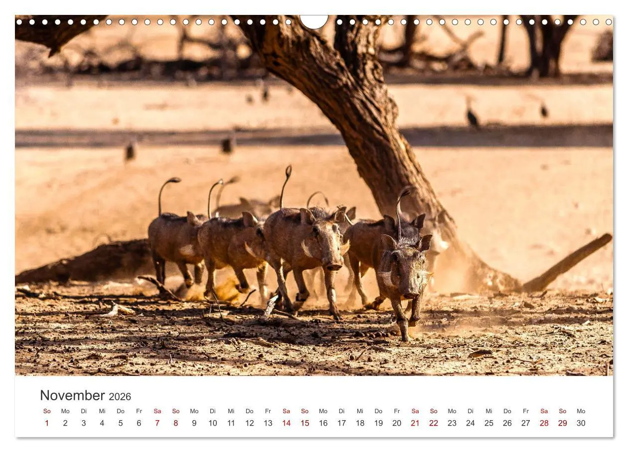Bild: 9783457593233 | Namibia - Ein Paradies auf Erden. (Wandkalender 2026 DIN A3 quer),...