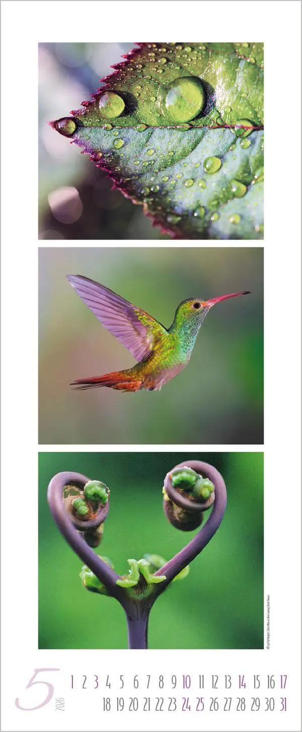 Bild: 9783731883333 | Colour Triplets 2026 | Verlag Korsch | Kalender | Spiralbindung | 2026