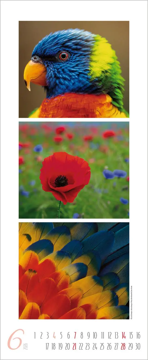Bild: 9783731883333 | Colour Triplets 2026 | Verlag Korsch | Kalender | Spiralbindung | 2026