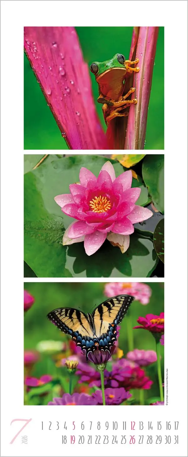 Bild: 9783731883333 | Colour Triplets 2026 | Verlag Korsch | Kalender | Spiralbindung | 2026