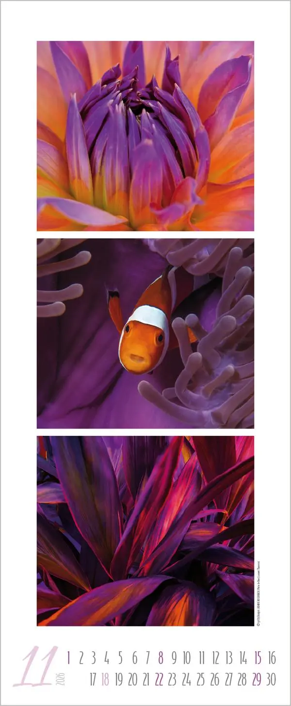 Bild: 9783731883333 | Colour Triplets 2026 | Verlag Korsch | Kalender | Spiralbindung | 2026