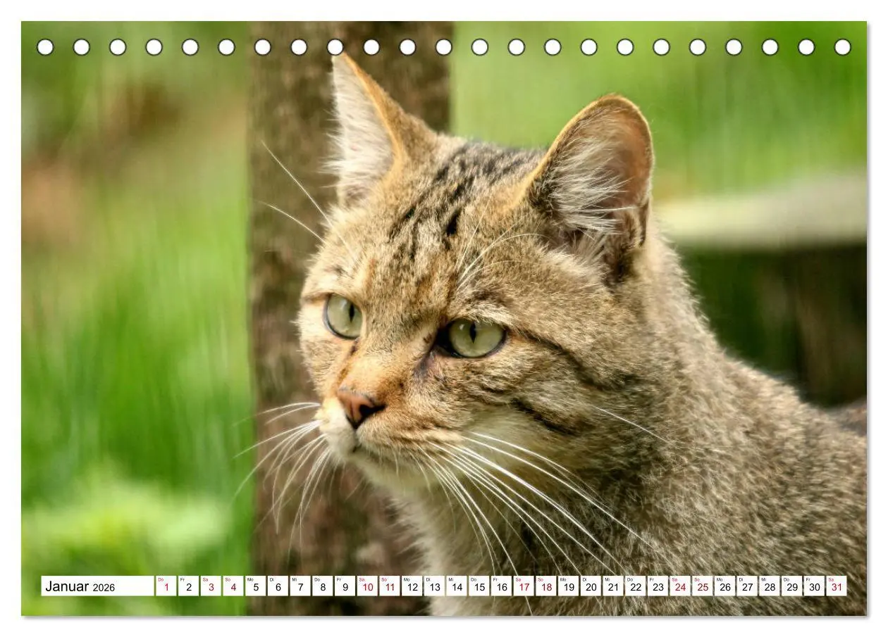 Bild: 9783457883433 | Wildkatzen - Die lautlosen Jäger des Waldes (Tischkalender 2026 DIN...