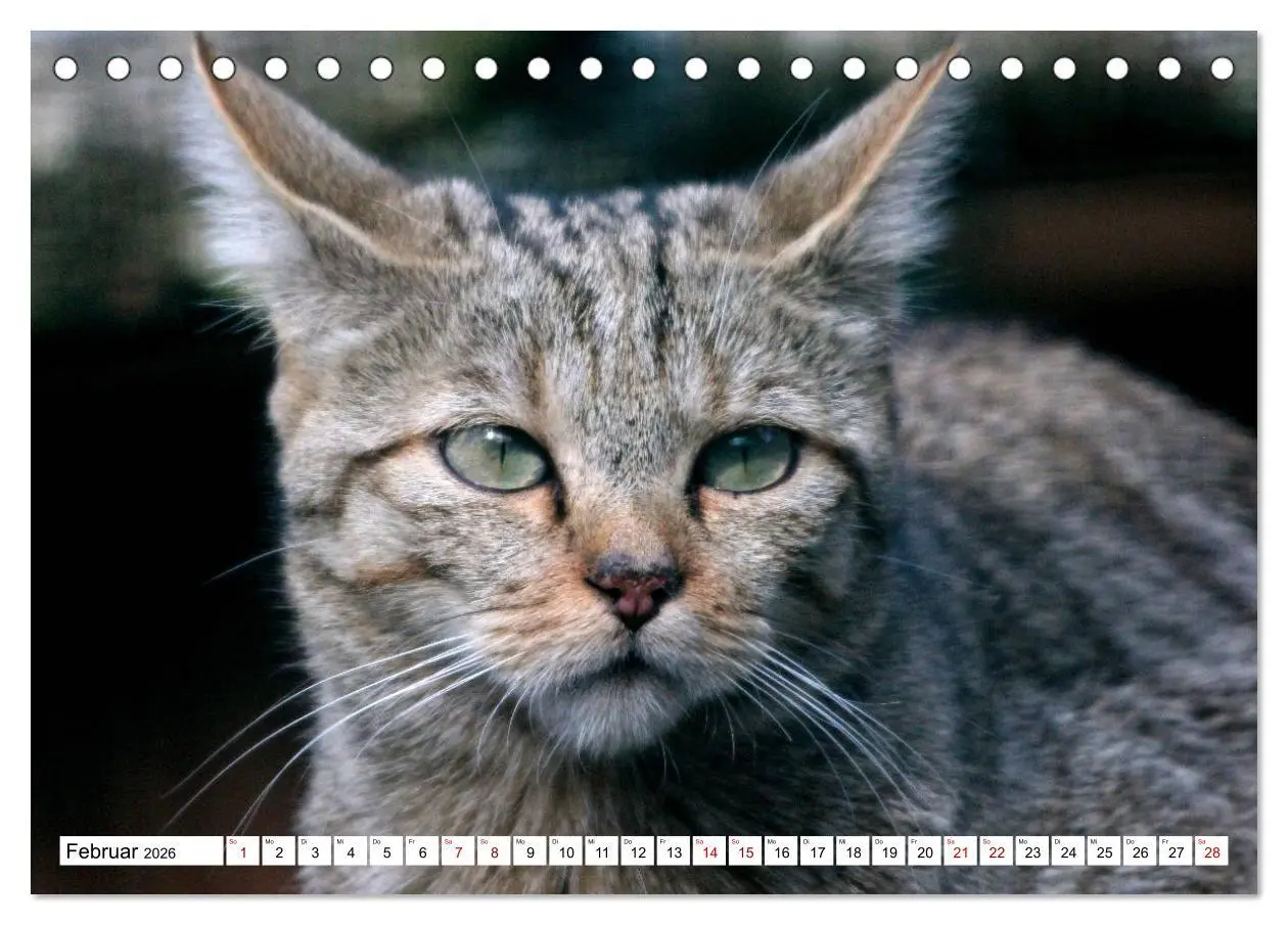 Bild: 9783457883433 | Wildkatzen - Die lautlosen Jäger des Waldes (Tischkalender 2026 DIN...